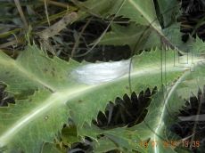 Пестрянка-весёлая_кокон_целый